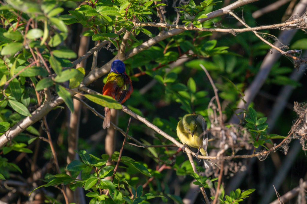 Male and Female Painted Bunting