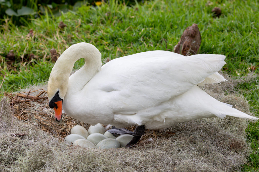 Mute Swan with 8 Eggs