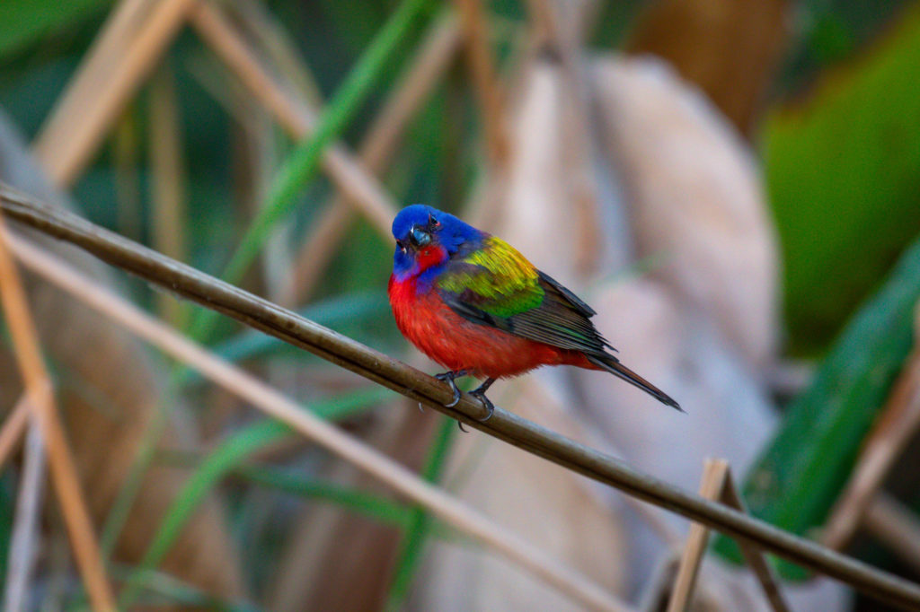 Painted Bunting (1)