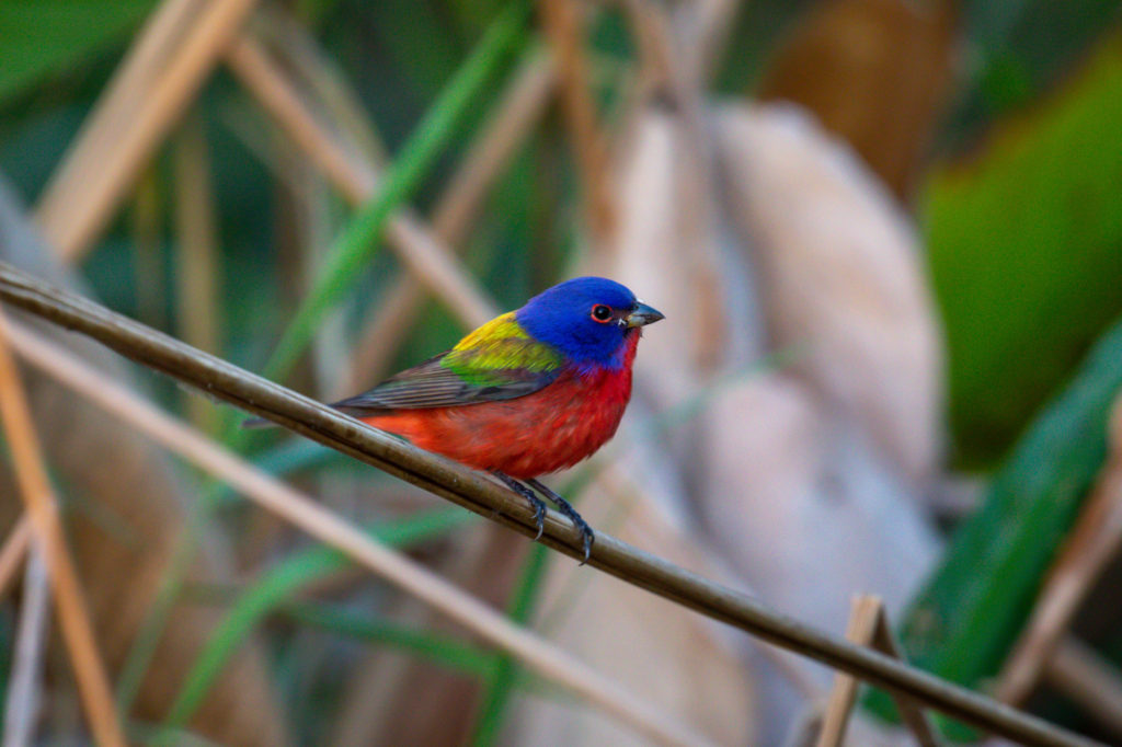Painted Bunting (2)