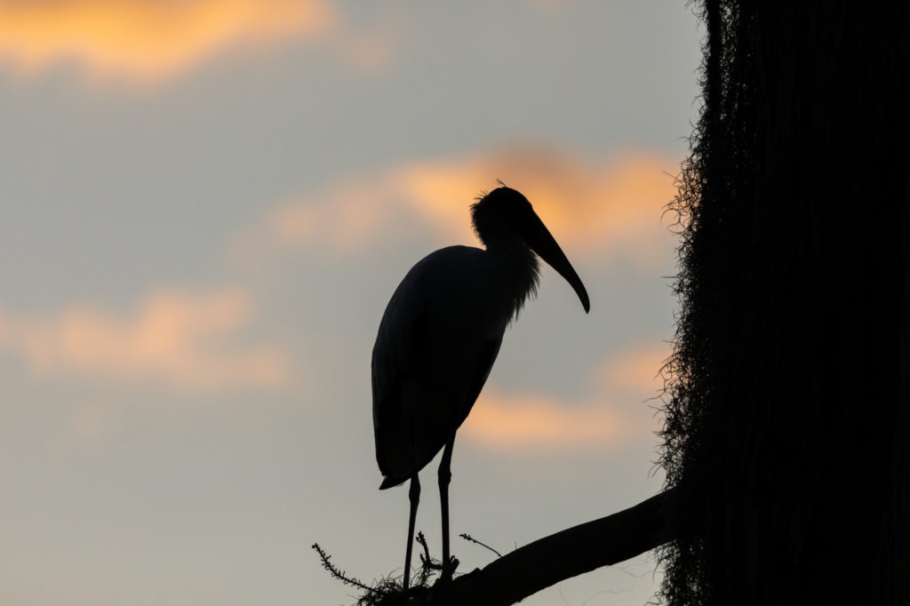 Wood Stork Silhouette