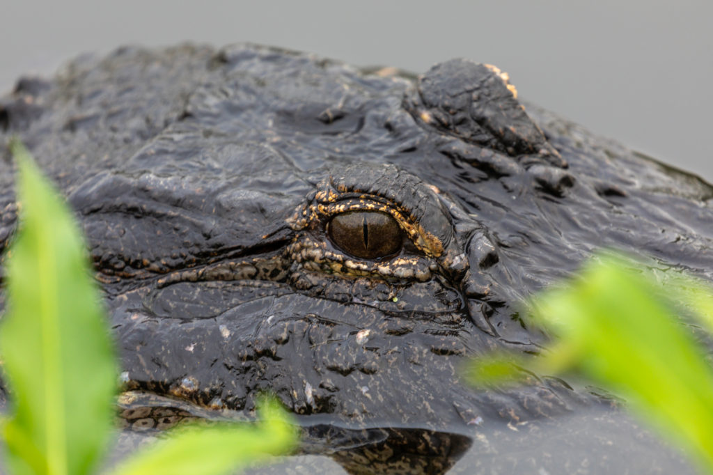 Gator Closeup