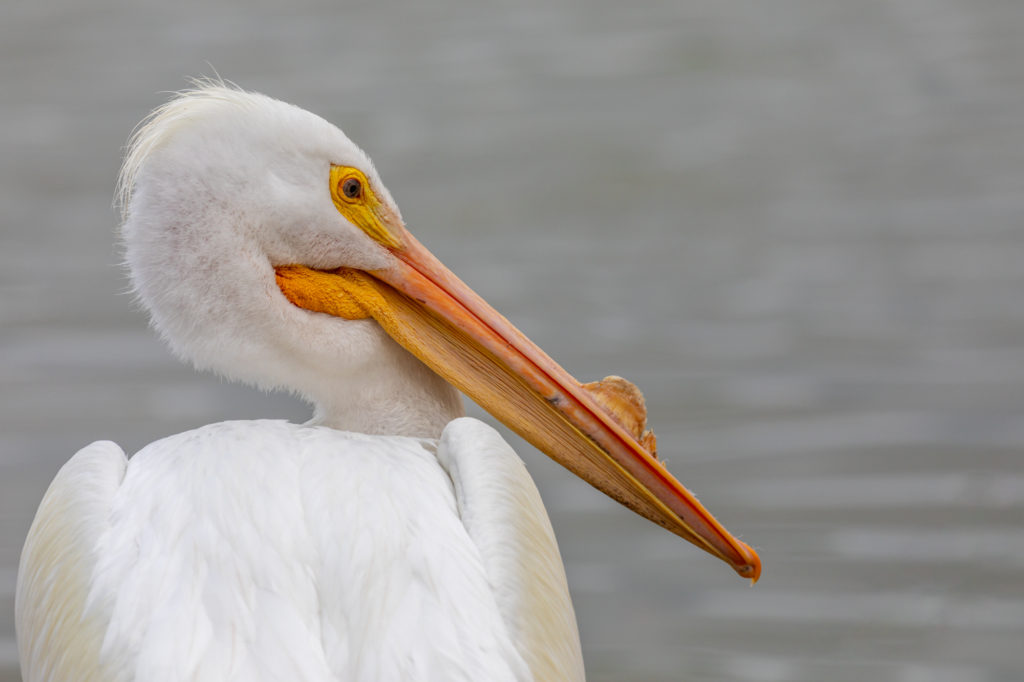 White Pelican (1)
