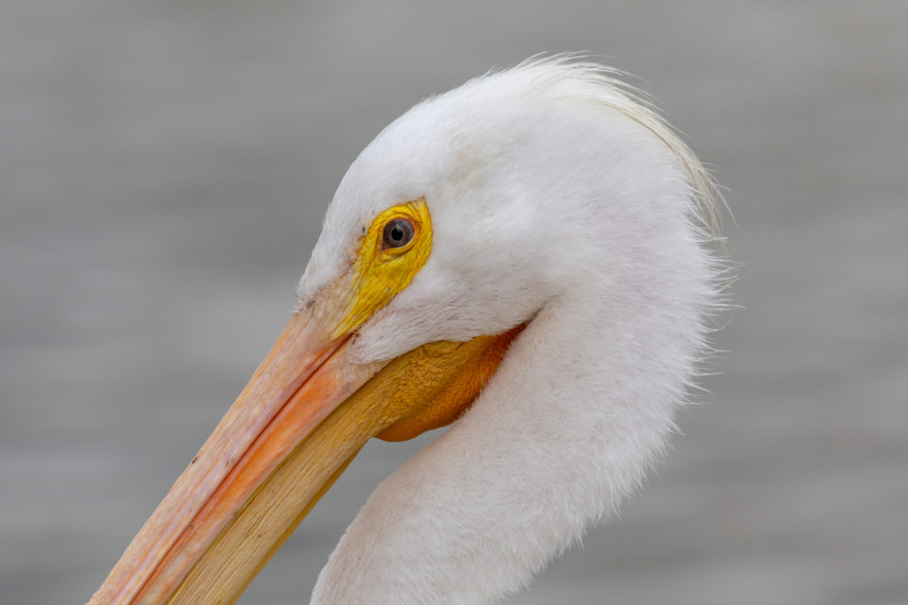 White Pelican (2)