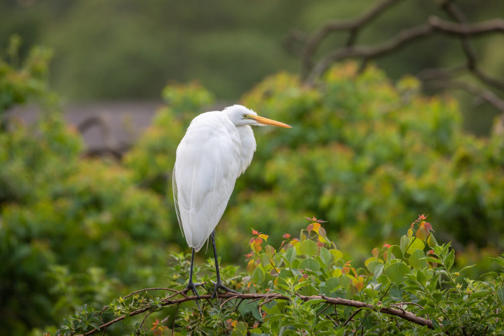 Great Egret Posed