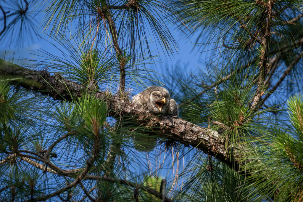 Barred Owlet Laying Down