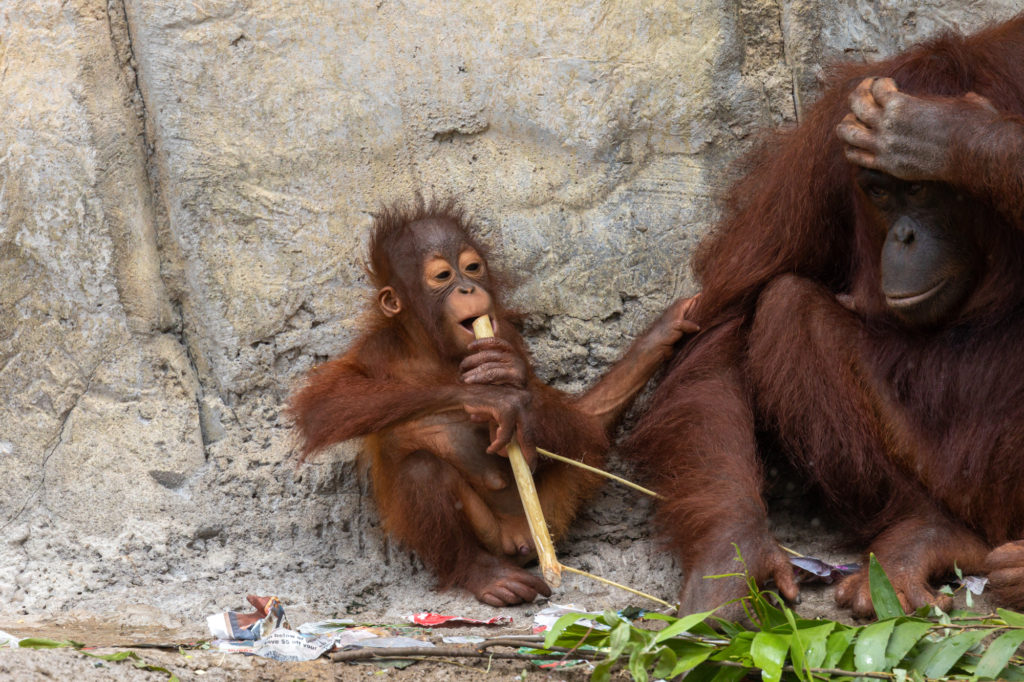 3 month old Orangutan and Mom