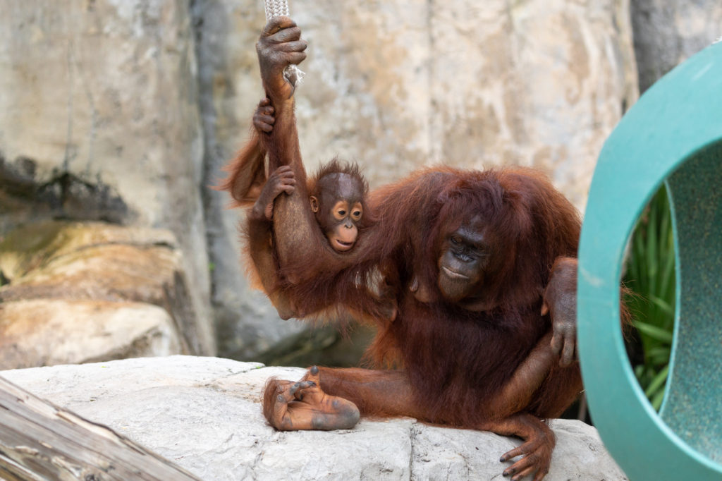 3 month old Orangutan and Mom