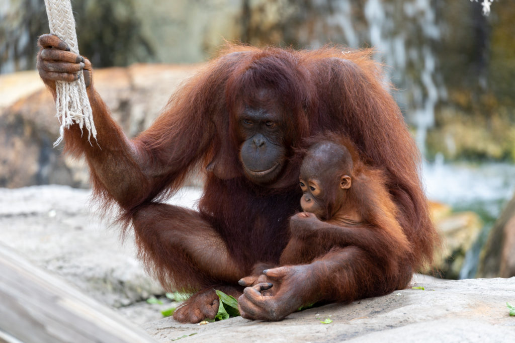 Orangutan and 1.5 year old baby