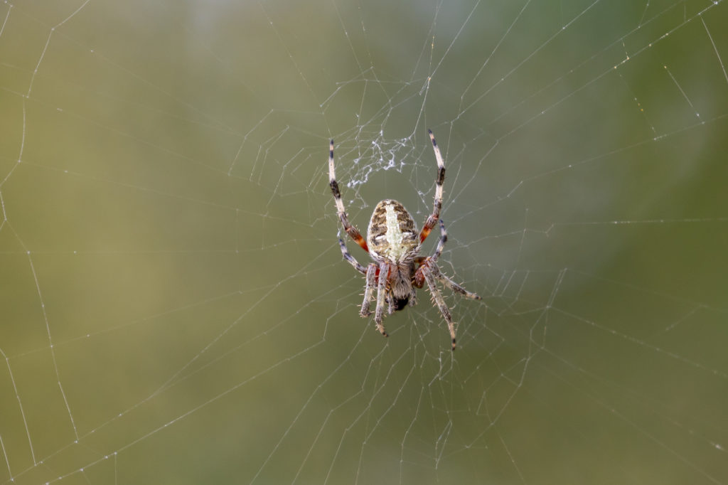 Red-fumured Spotted Orbweaver