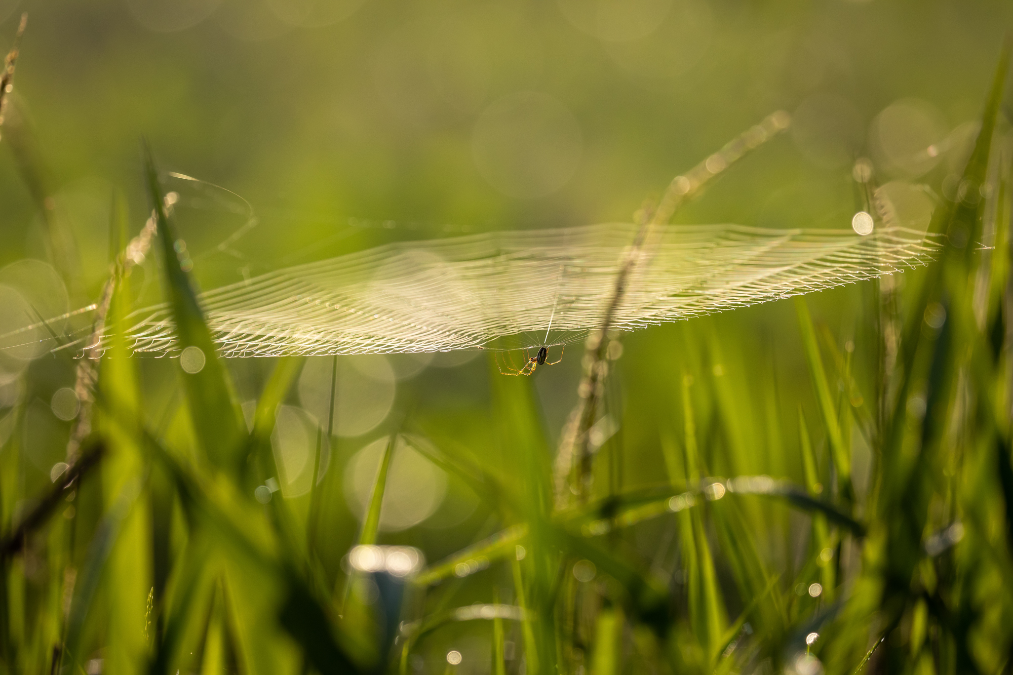 Spider web in morning light