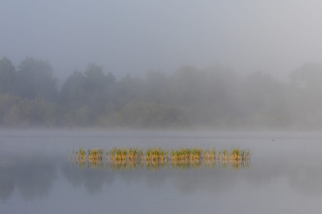 Foggy Lake