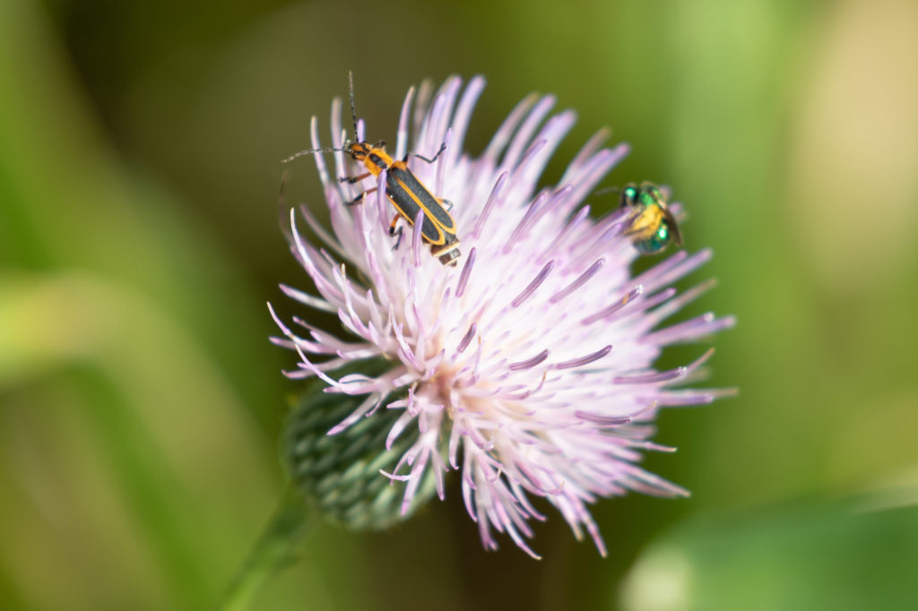 Thistle with Margined Leatherwing Beetle and Pure Green Sweat Bee