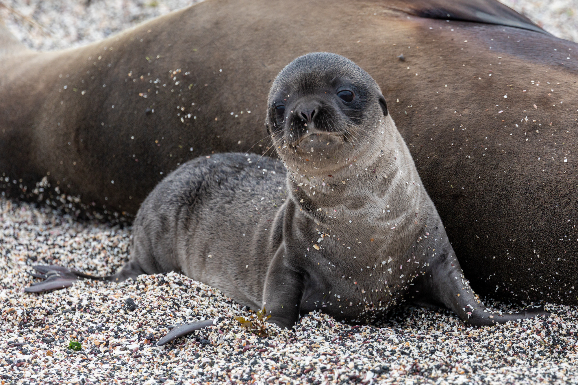 Baby Galapagos Sea Lion with Mother (1)