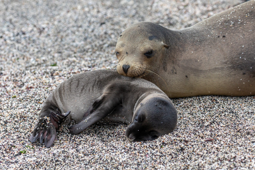 Baby Galapagos Sea Lion with Mother (2)
