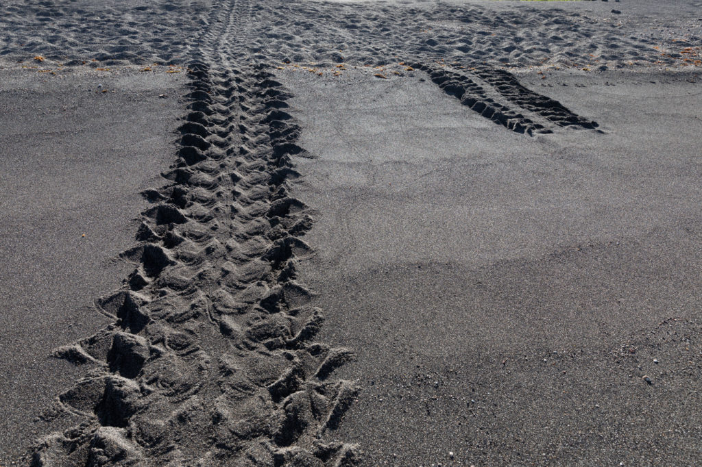 Black Sand Beach with Sea Turtle Tracks