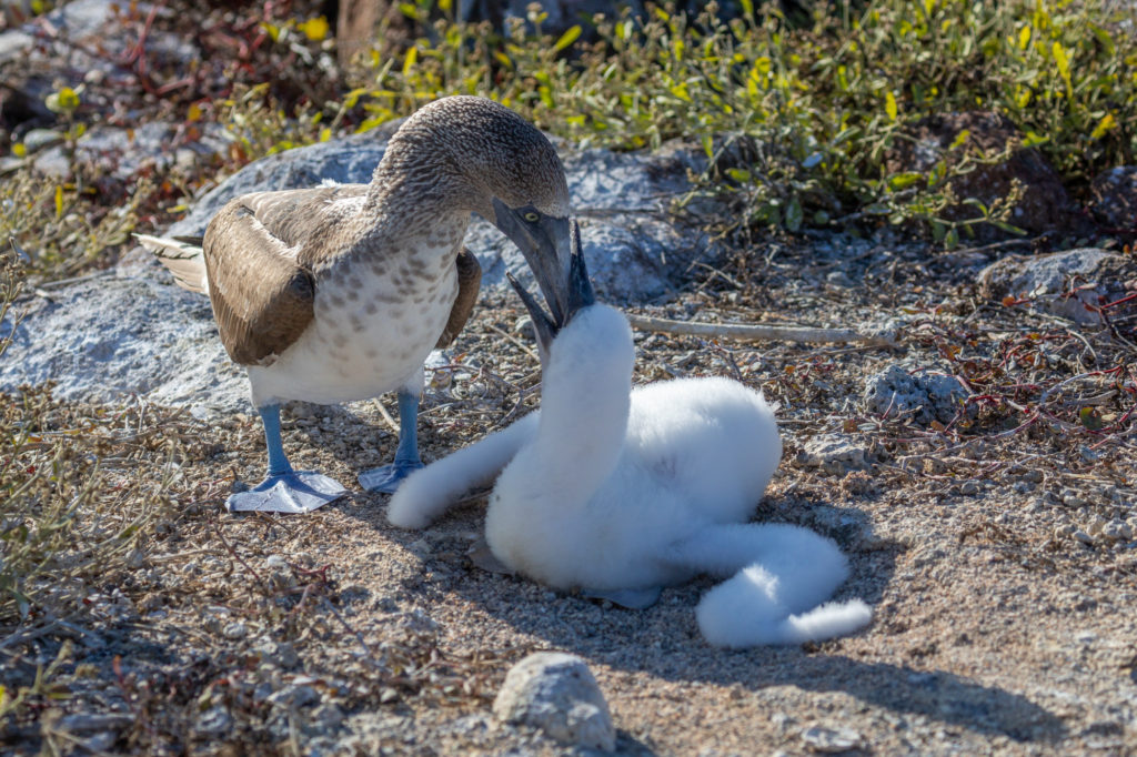Blue-footed Booby (1)