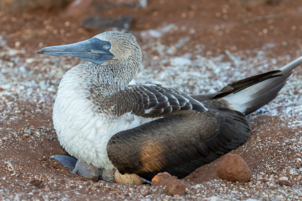 Blue-footed Booby (2)