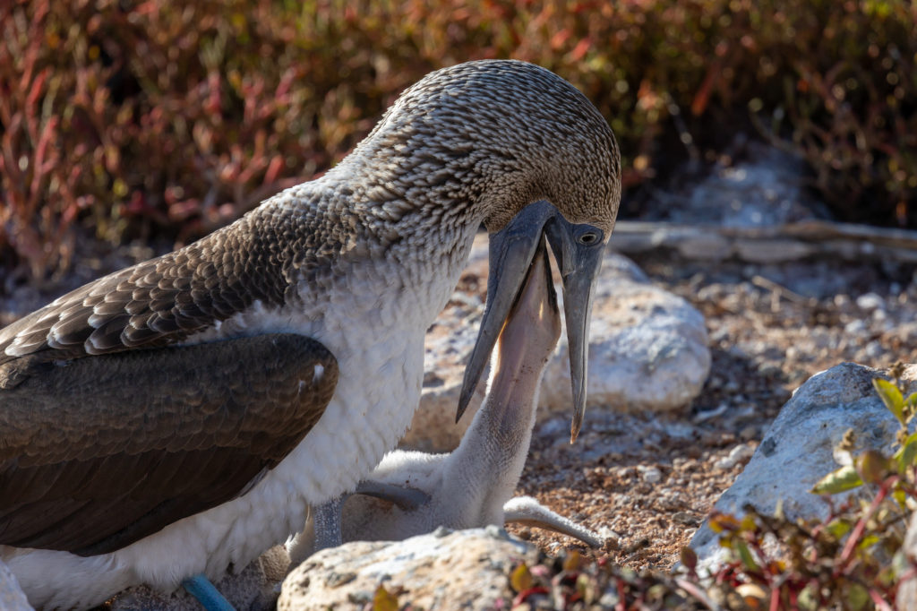 Blue-footed Booby (5)