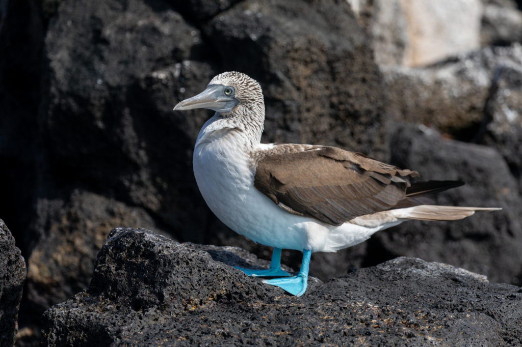 Blue-footed Booby - Bright Feet