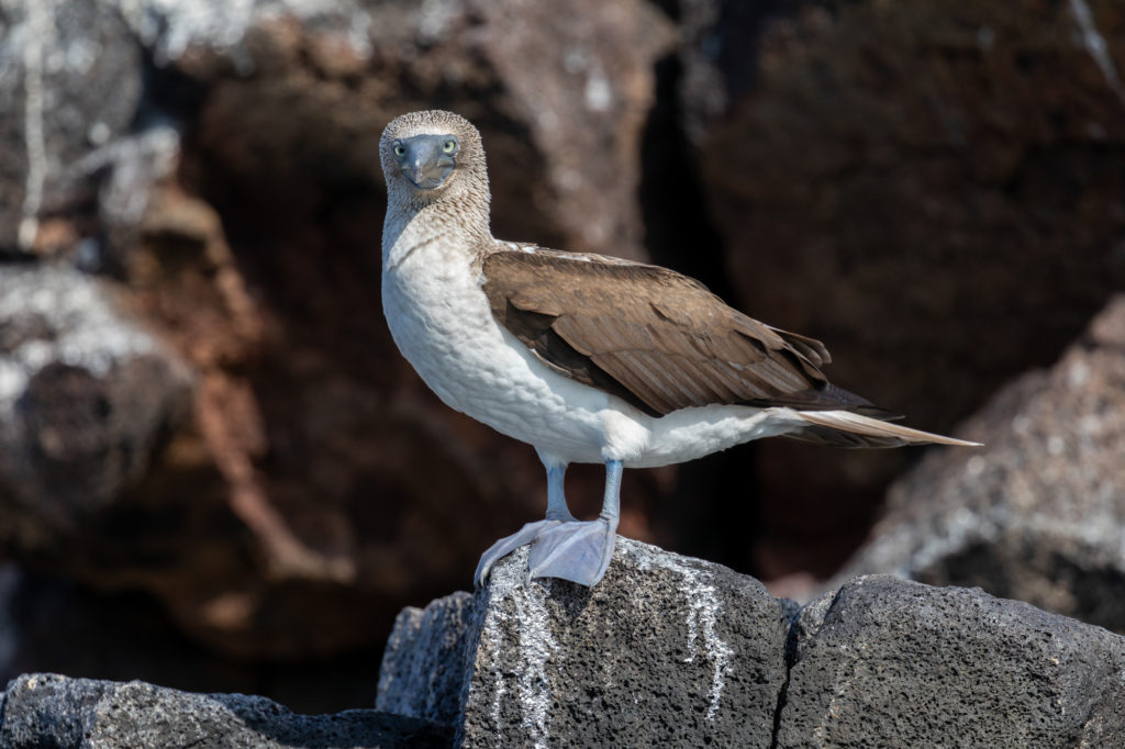Blue-footed Booby - Pale Feet