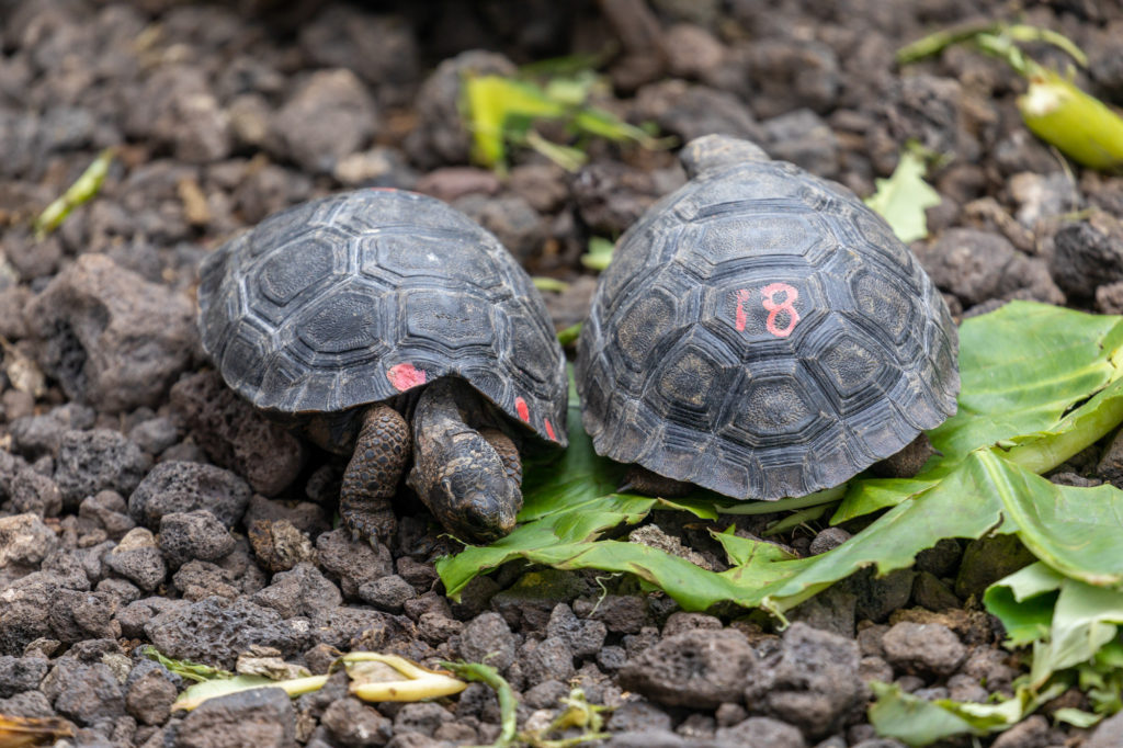 Baby Galapagos Tortoises