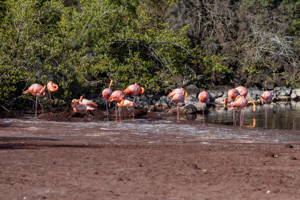 Flamingoes (1)