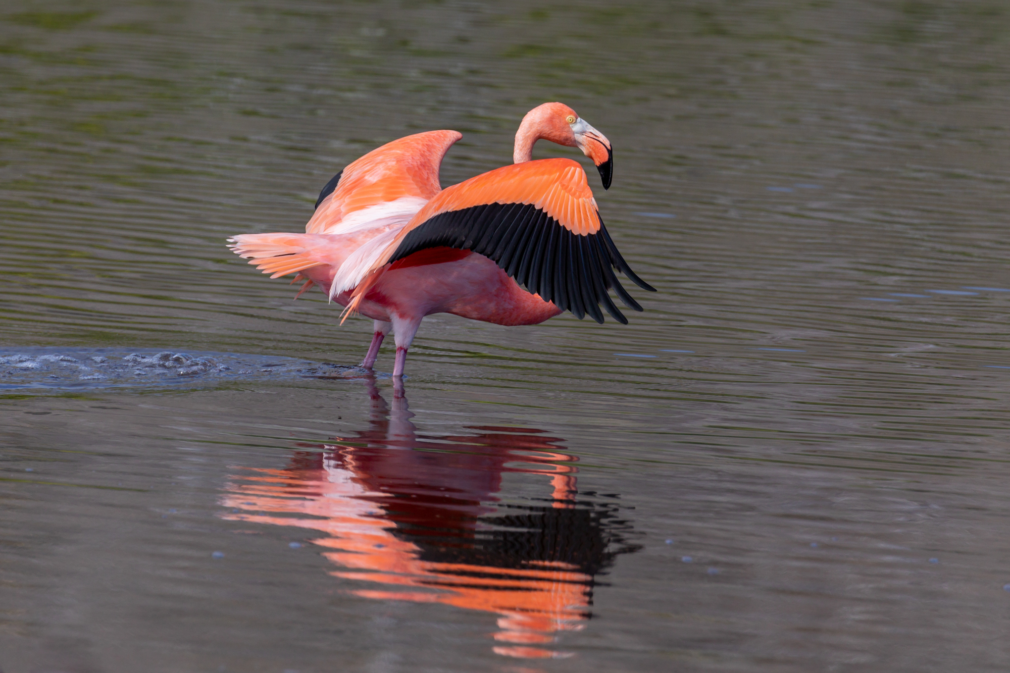 Flamingoes (2)