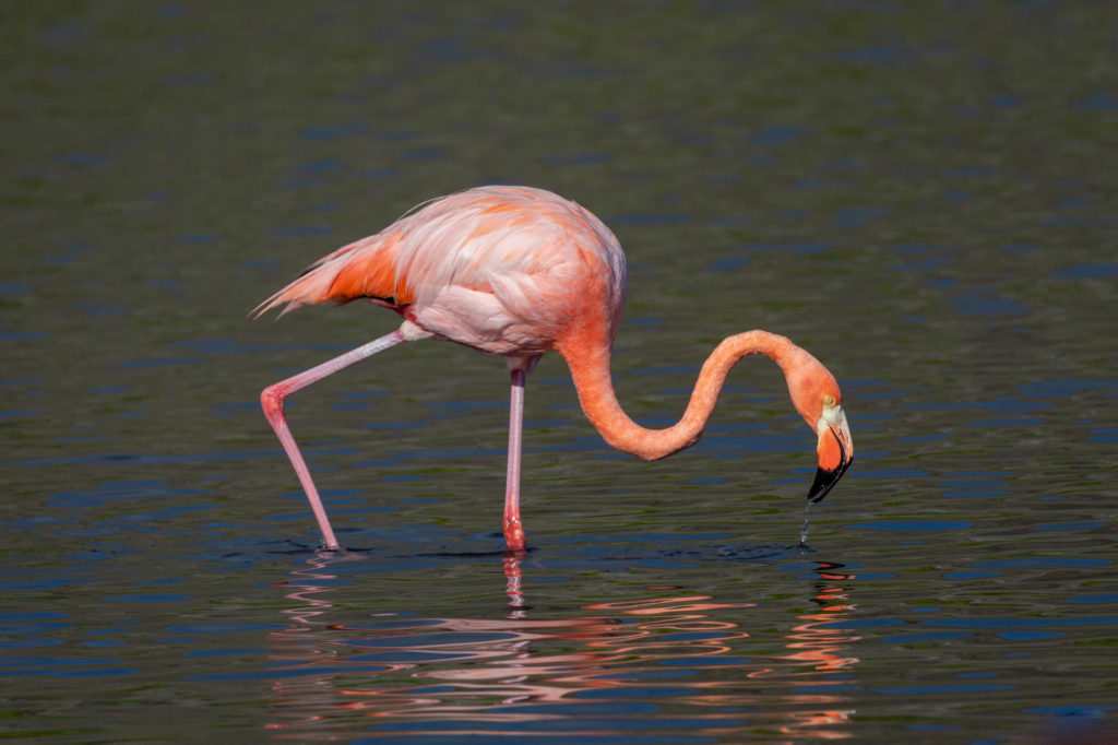 Flamingoes (3)