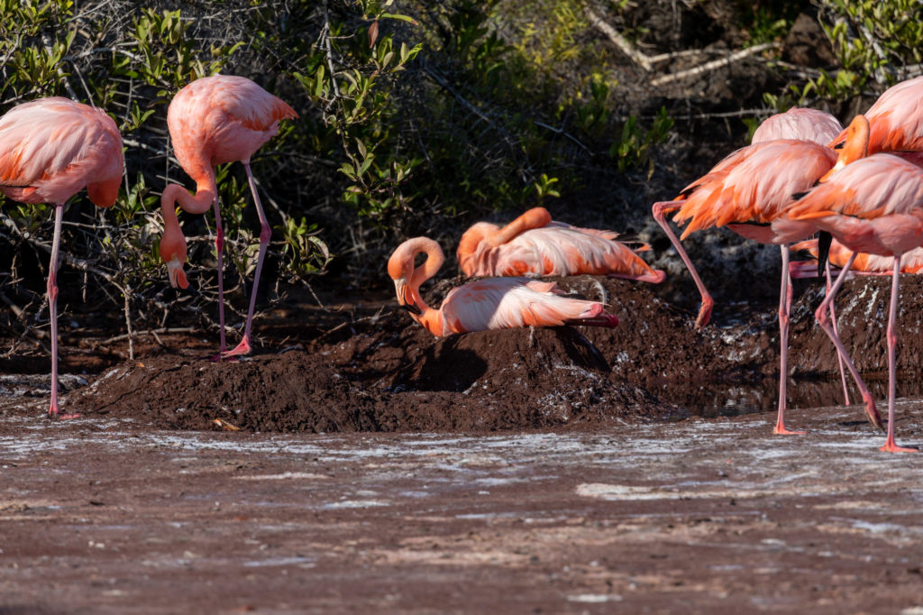 Flamingoes (5)