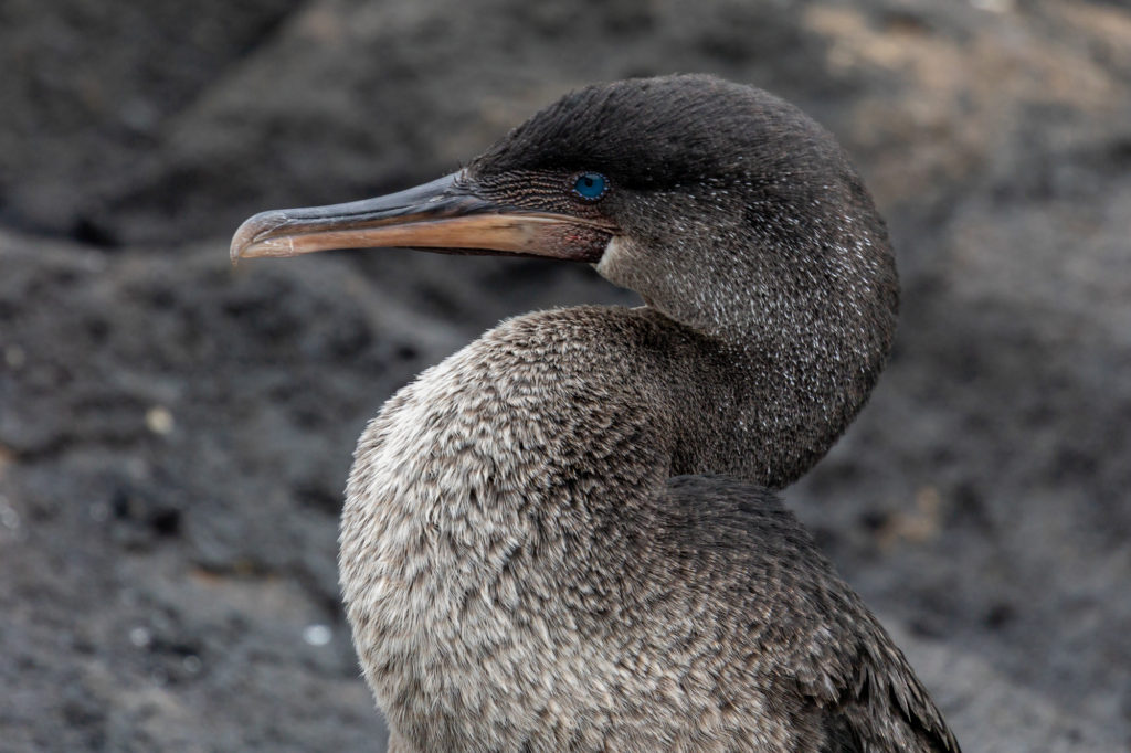 Flightless Cormorant (2)