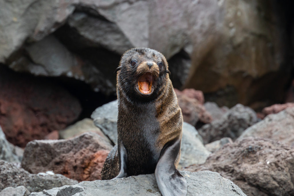 Galapagos Fur Seal (1)