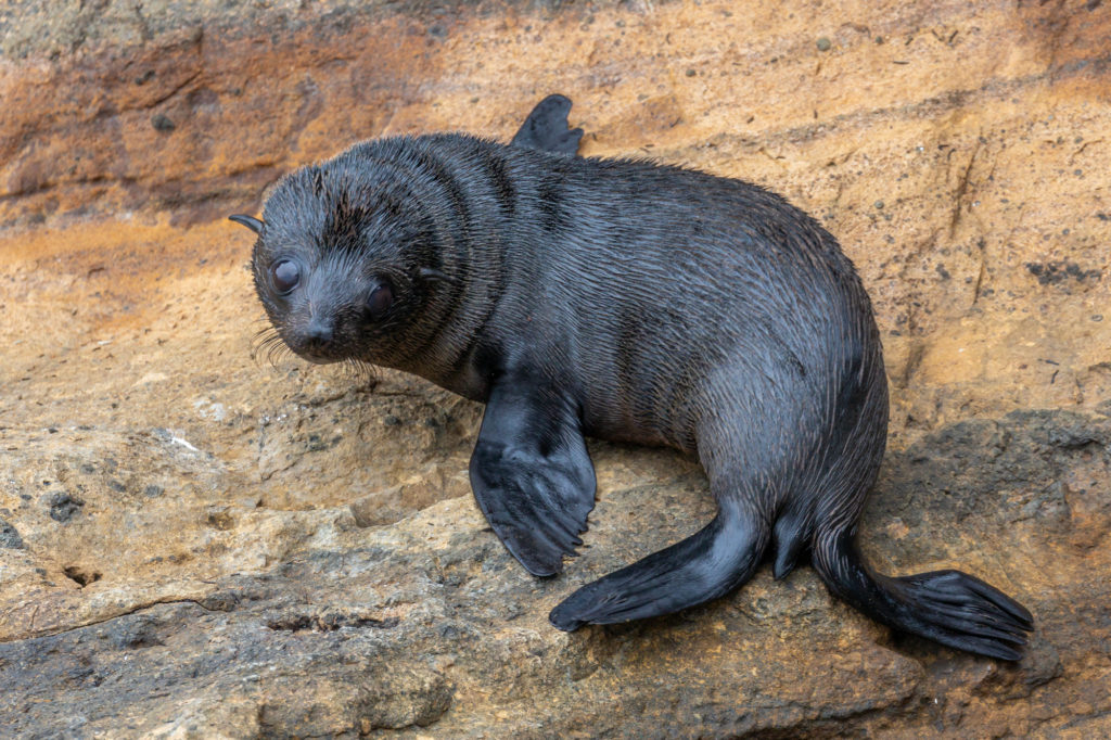 Galapagos Fur Seal (2)