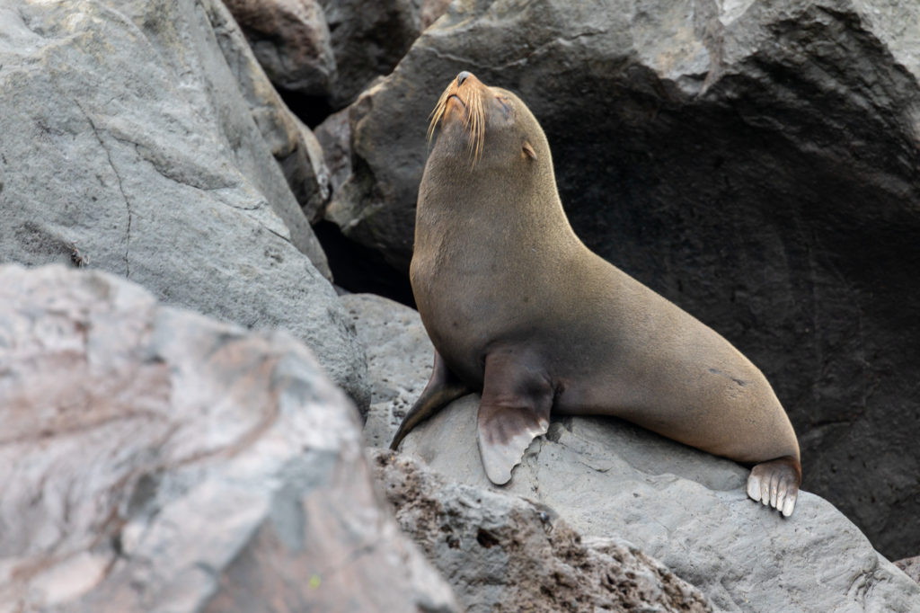 Galapagos Fur Seal (3)