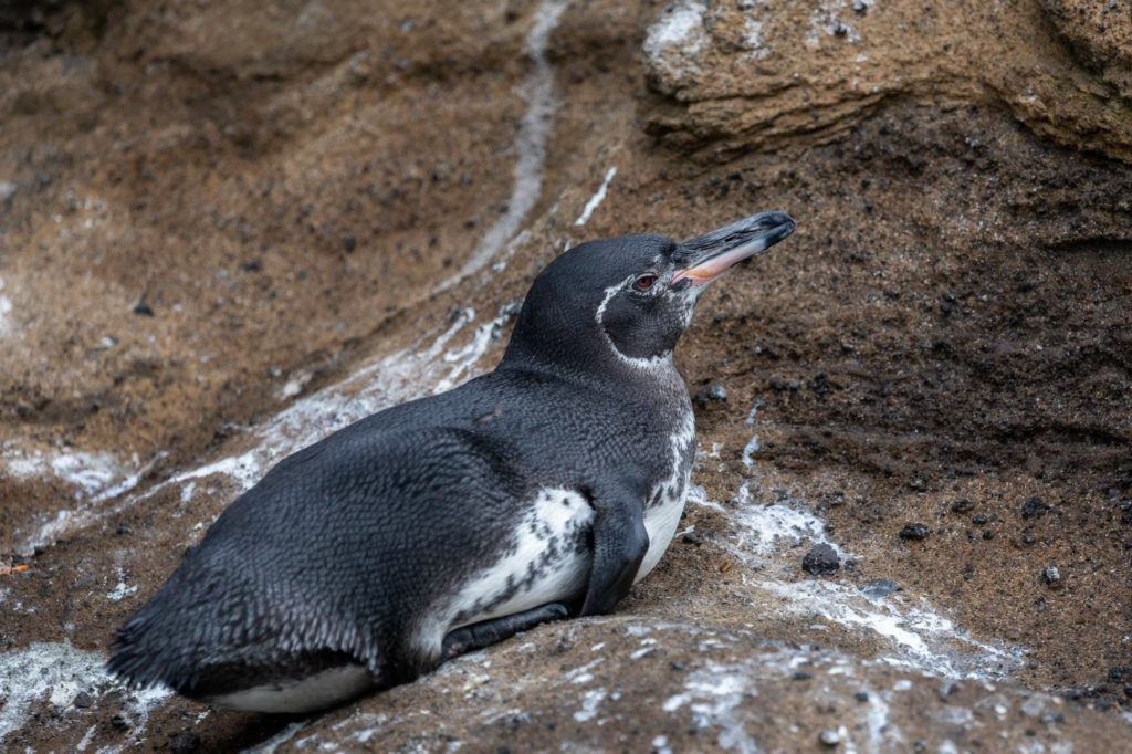 Galapagos Penguin (1)