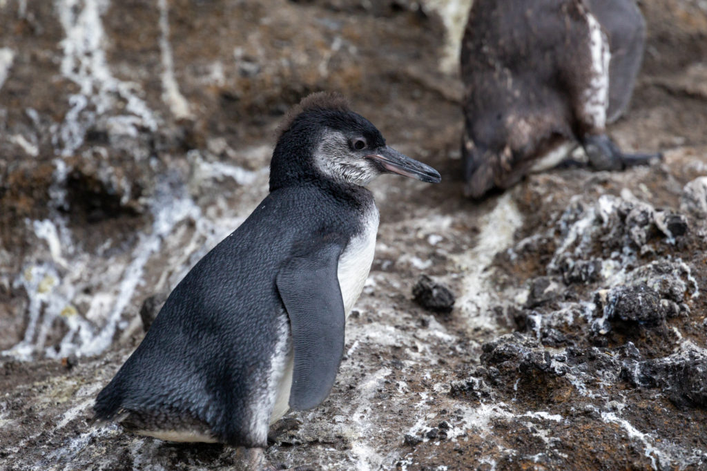 Galapagos Penguin (2)