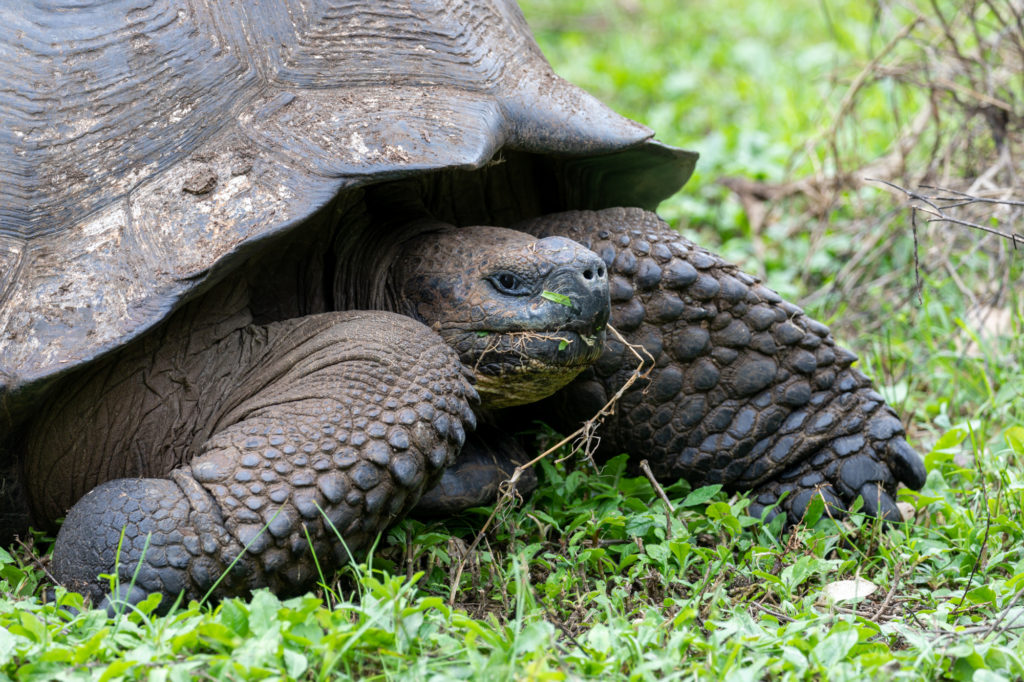 Galapagos Tortoise (1)