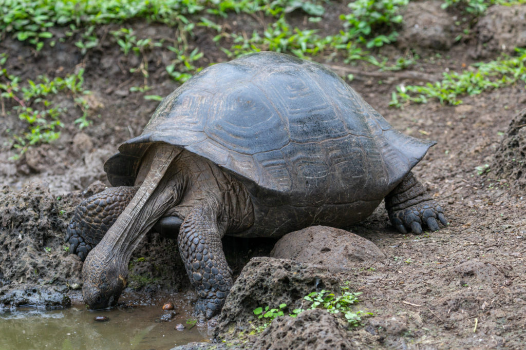Galapagos Tortoise (2)