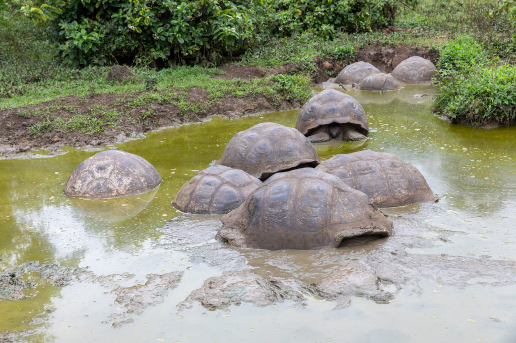 Galapagos Tortoise (5)