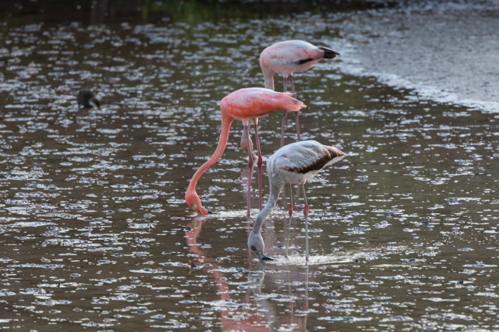 Juvenile Flamingoes with Adult