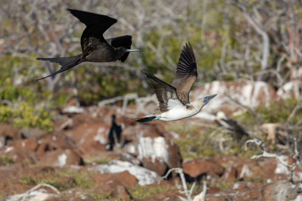 Magnificent Frigatebird Chasing Blue-footed Booby