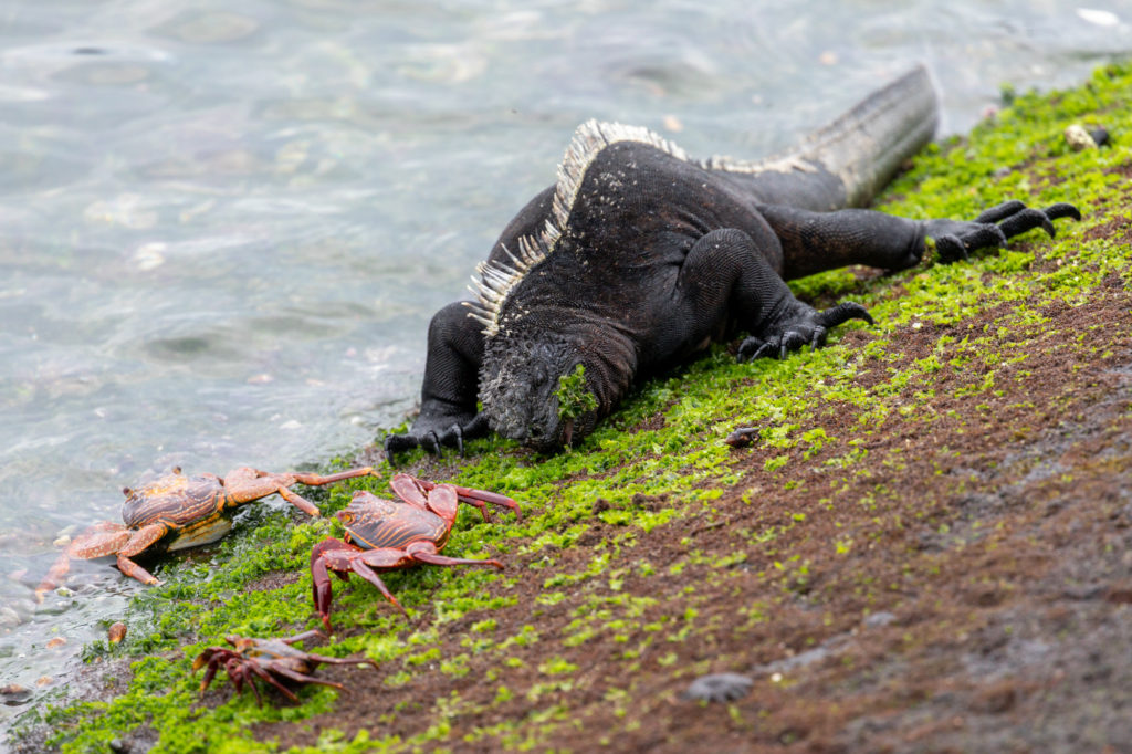 Marine Iguana Eating Seaweed