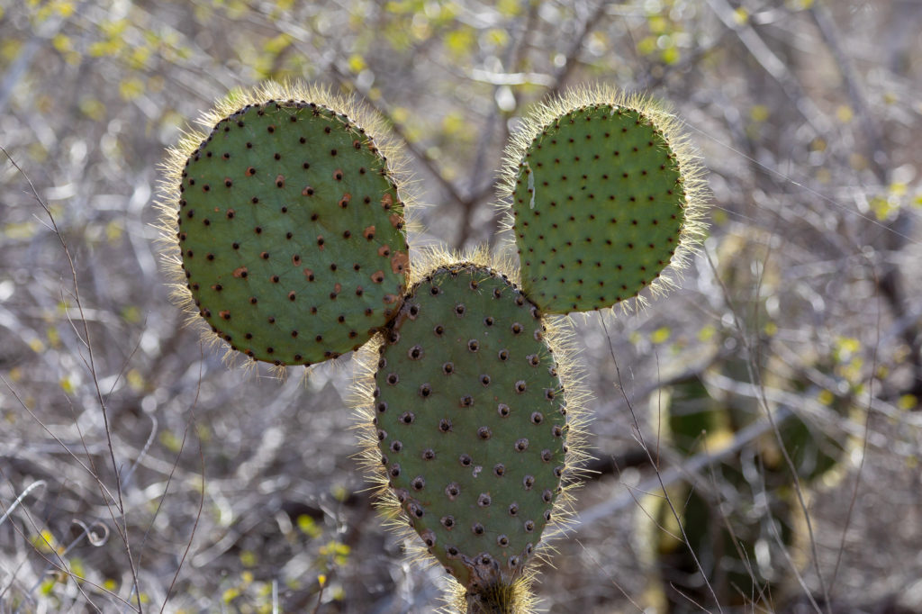 Mickey Mouse Cactus