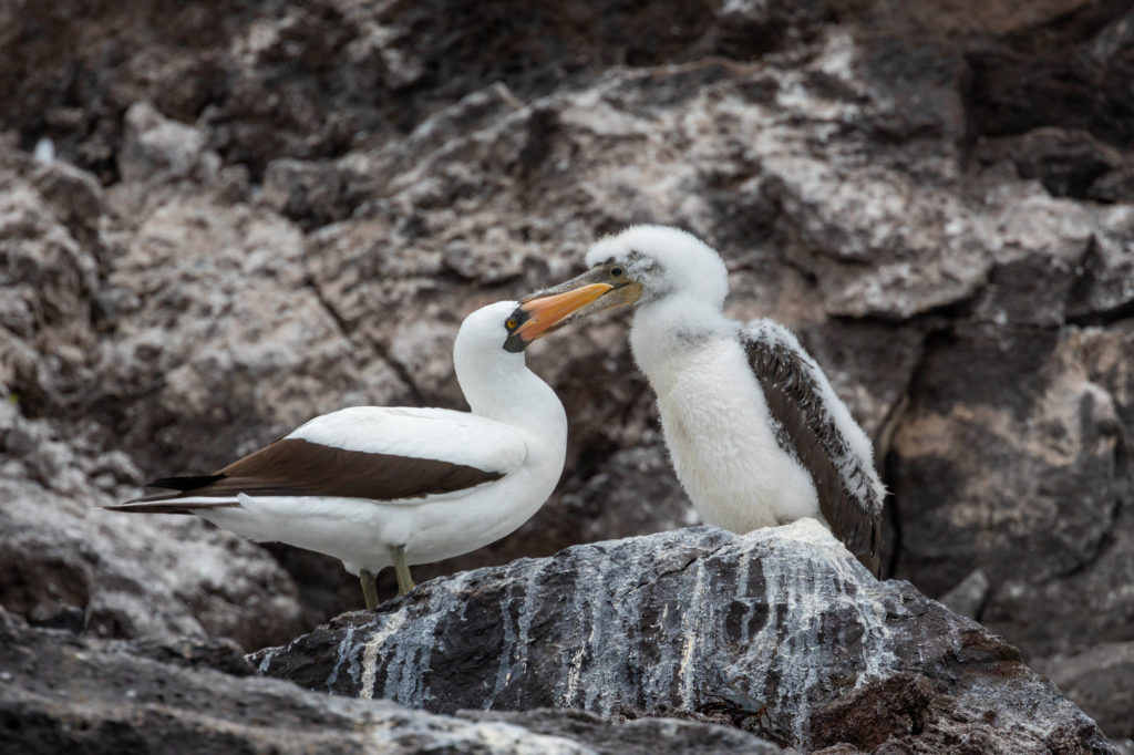 Nazca Booby with Chick