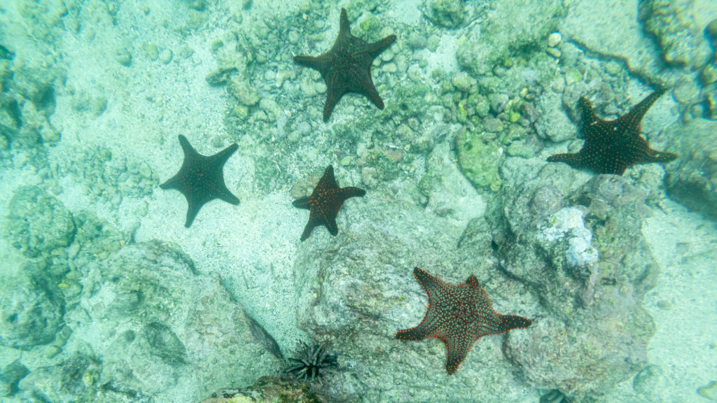 Panamic Sea Stars