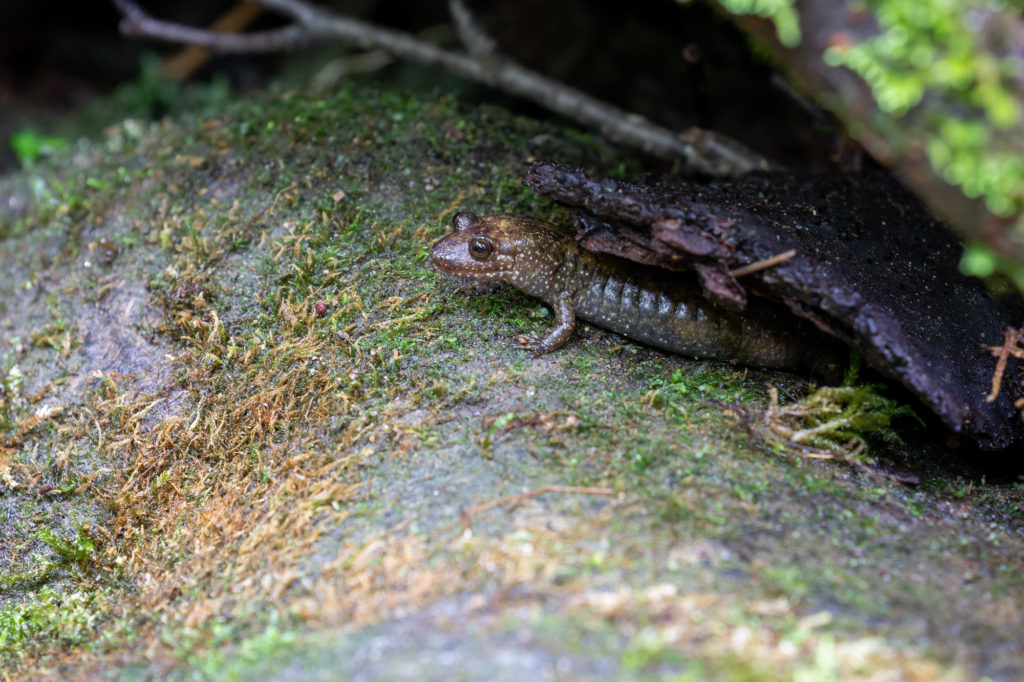 Black-bellied Salamander (1)