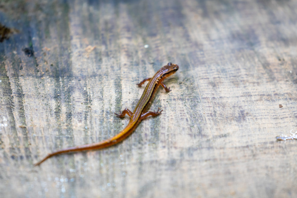 Blue Ridge 2 Lined Salamander