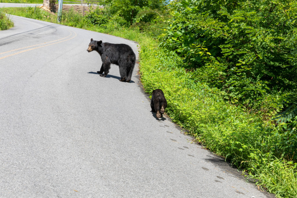 Mama Bear and Baby Bear (1)