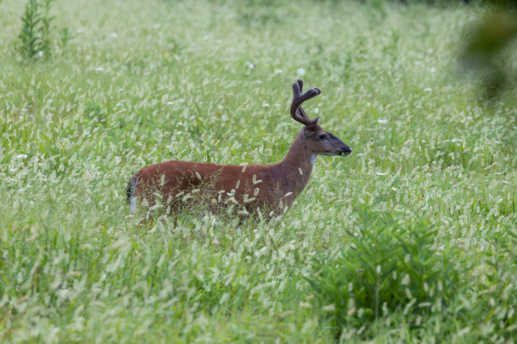 White-tailed Buck Cades Cove