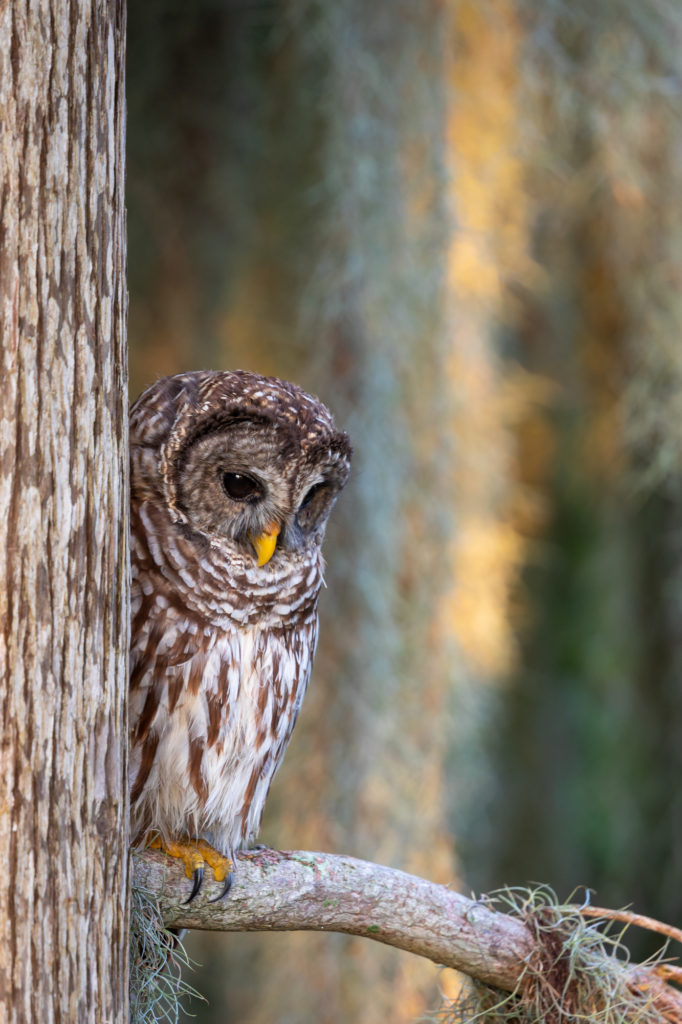 Barred Owl (1)